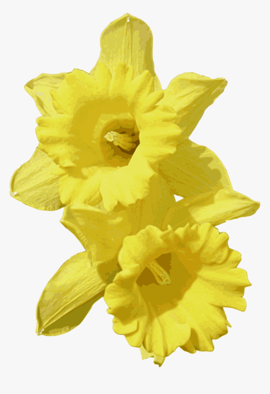 Transparent Daffodil Png - Daffo