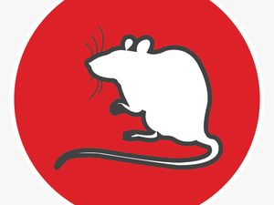 Adopt An Ex-lab Animal - Rat