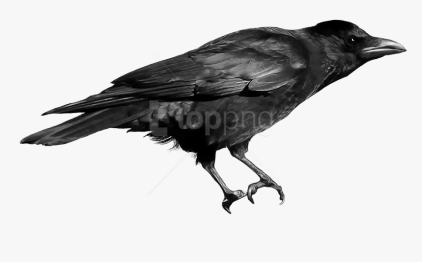 Download Crow Png Images Background - Crow Bird Png