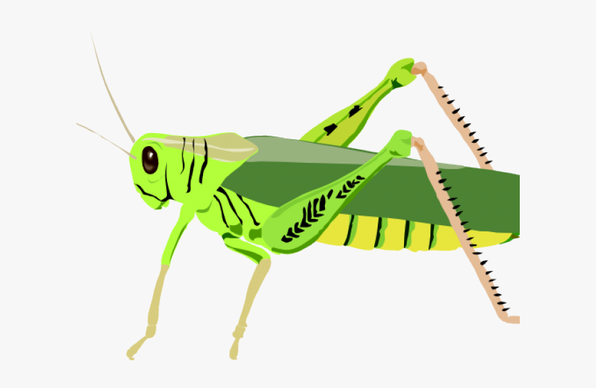 Locust Clipart Grasshopper Wing - Grasshopper Clip Art