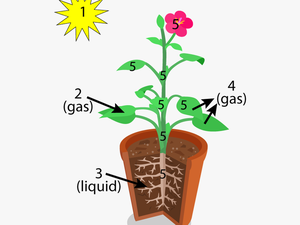 Organ System Of Plants