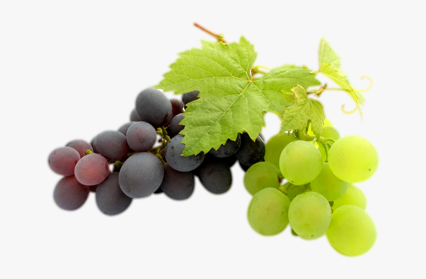 Transparent Clipart Image Grapes Png Black And Green - Grapes Bunch Transparent