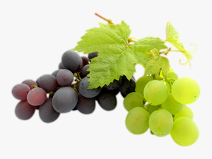 Transparent Clipart Image Grapes Png Black And Green - Grapes Bunch Transparent