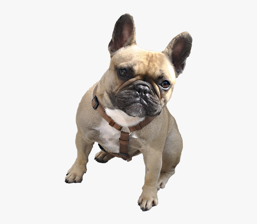Bulldog Png Image - French Bulldog With Transparent Background