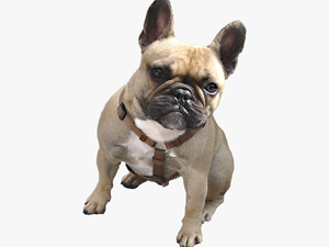 Bulldog Png Image - French Bulldog With Transparent Background