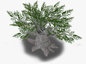 Iran Olive Tree Plant Western Asia - Christmas Tree