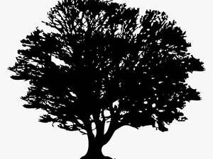 Transparent Forest Silhouette Png