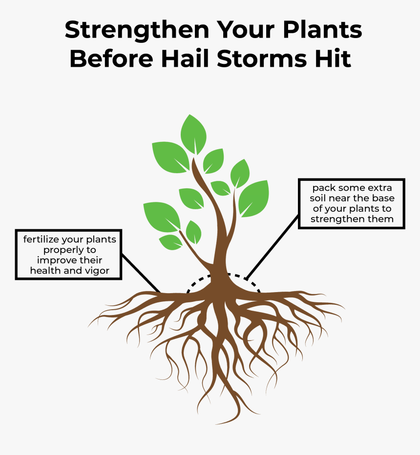 Shielding Your Plants From Hail Storms With Care Infographic - Diagrammatic Representation Of Microb