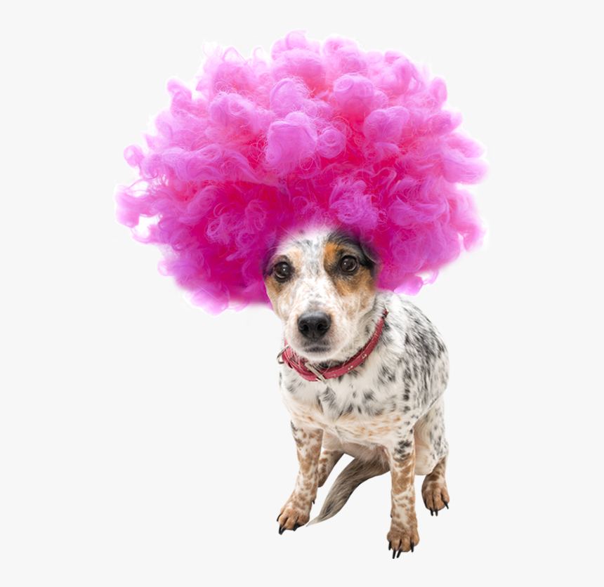 Transparent Afro Wig Png - Pink Wig Clipart