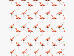#flamingo #cool #summer #background #pattern #freetoedit - Greater Flamingo