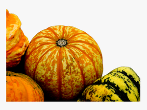 #ftestickers #autumn #fall #nature #pumpkins #gourds - Pumpkin