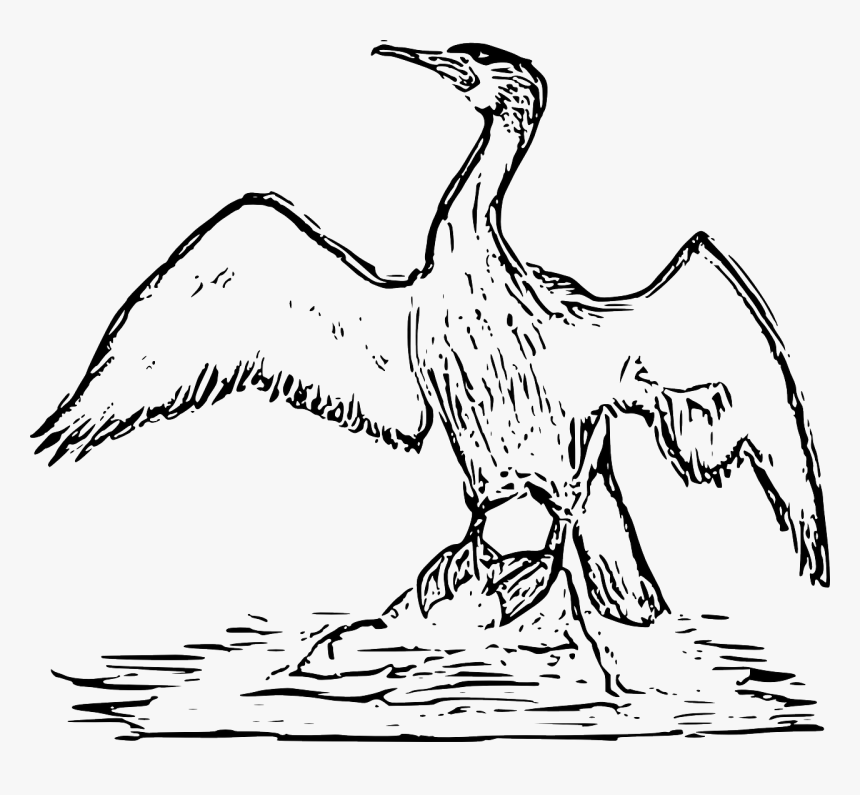 Cormorant Bird Drawing