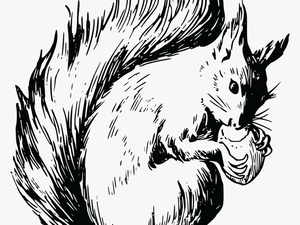 Red Squirrel Coloring Page