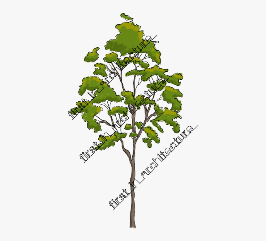 Fia Trees Elevation - Gambel Oak