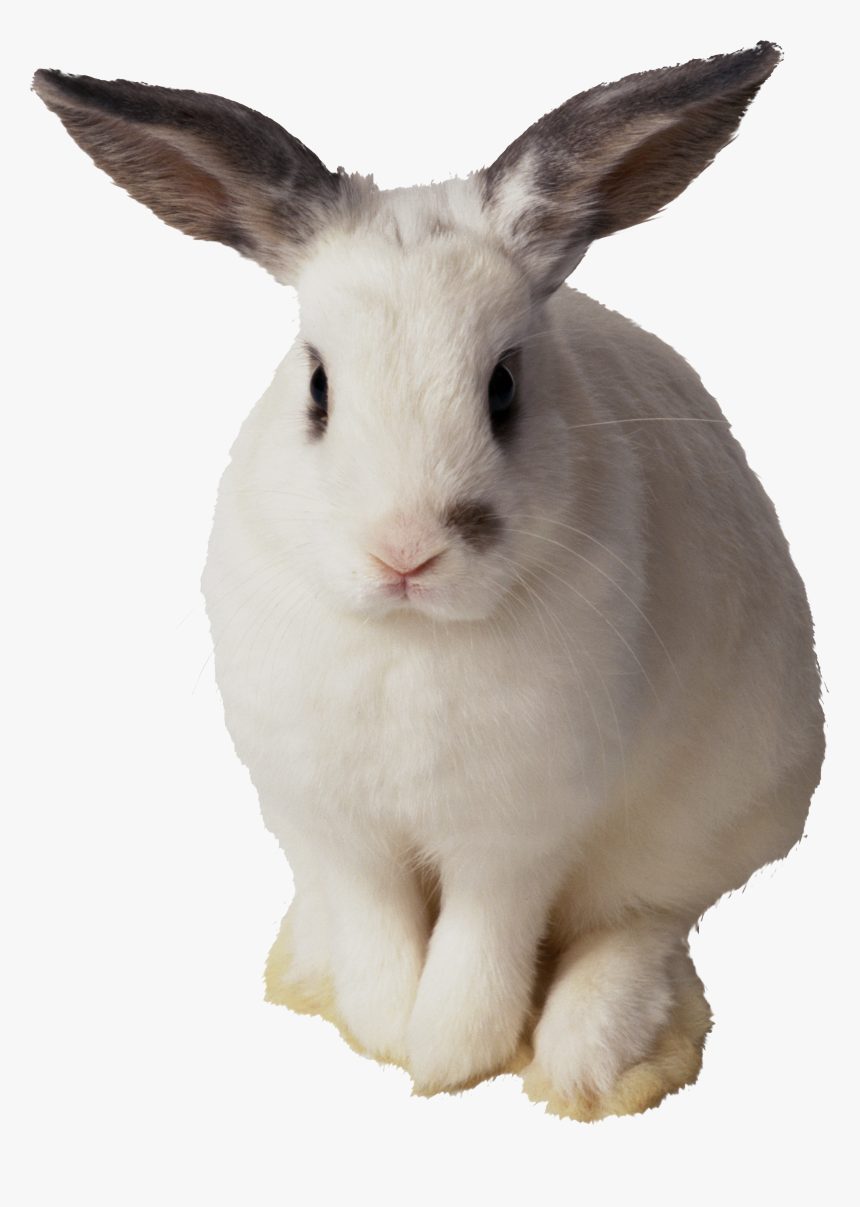Transparent Rabbits Clipart - Transparent Background Rabbit Transparent