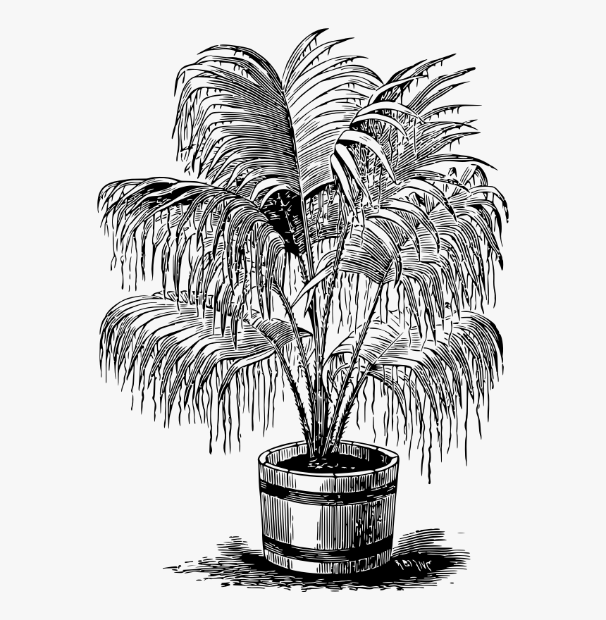 Palm Plant Clipart Free