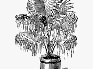 Palm Plant Clipart Free