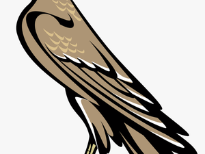 Falcon - Falcon Symbol Coat Of Arms