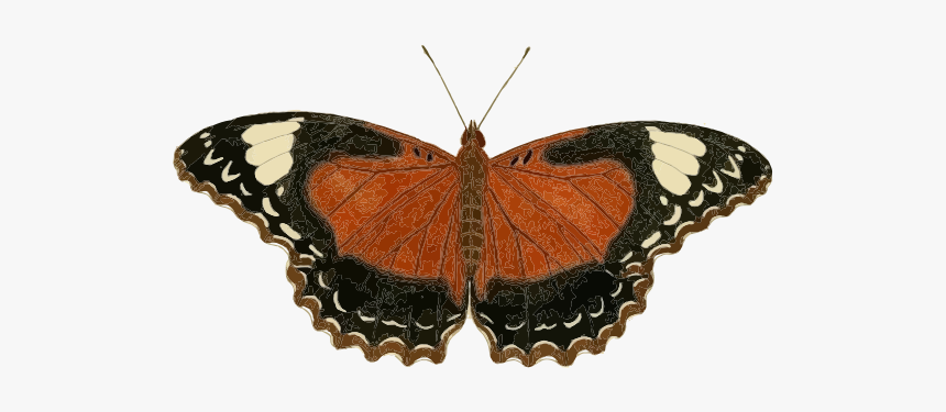 Cethosia Cydippe Butterfly Insec