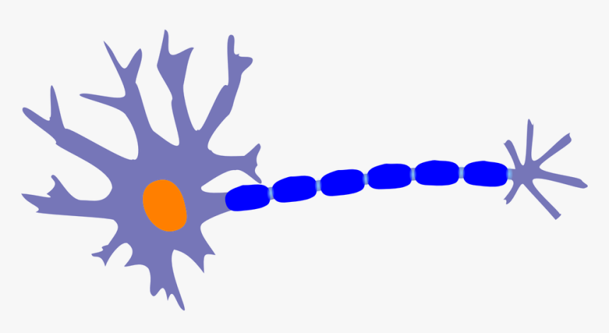 Sensory Neuron Clipart