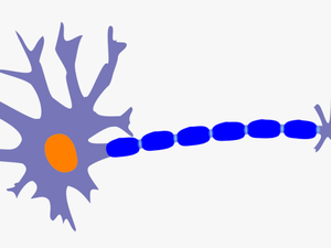 Sensory Neuron Clipart