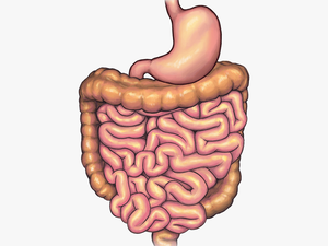 Stomach Before Bariatric Weight Loss Surgery - Illustration