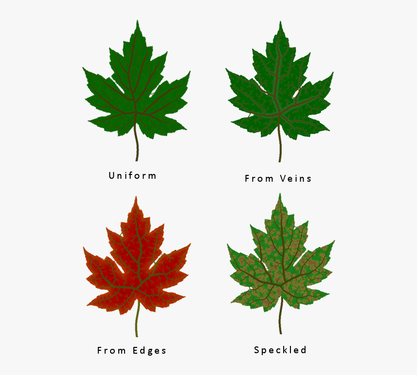Transparent Veins Texture Png - Different Types Of Leaf Texture