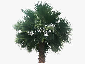 Desert Palm Tree Png