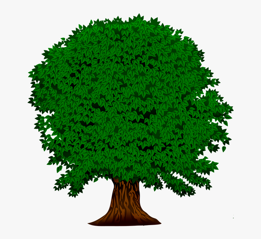 2 Sınıf Hayat Bilgisi Soy Ağacı