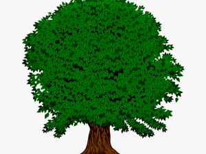 2 Sınıf Hayat Bilgisi Soy Ağacı