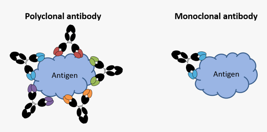 Image Of Monoclonal And Polyclonal Antibodies - Monoclonal Antibody Vs Polyclonal Antibody