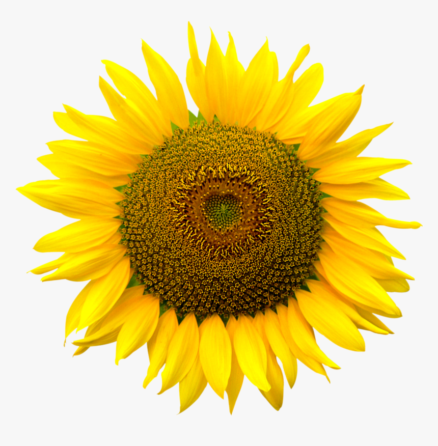 Color Realistic Sunflower Drawin