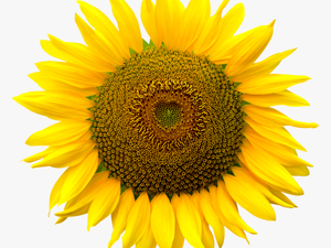 Color Realistic Sunflower Drawing
