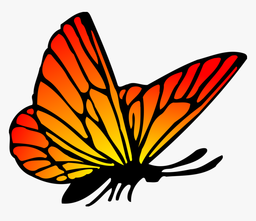 Butterfly Drawing Png