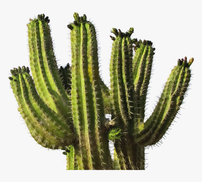 Cactus Png Image - Cactus Png