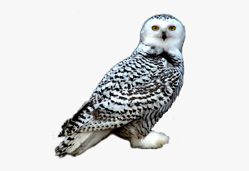 Snowy Owl Night Owl Clipart - Snowy Owl Transparent Png