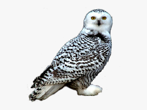 Snowy Owl Night Owl Clipart - Snowy Owl Transparent Png