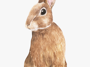 Coelhinho Da Páscoa - Rabbit Hand Drawing