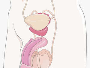 Appareil Génital Masculin - Servier Medical Art Reproductive Male