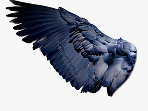 Transparent Bird Wing Png