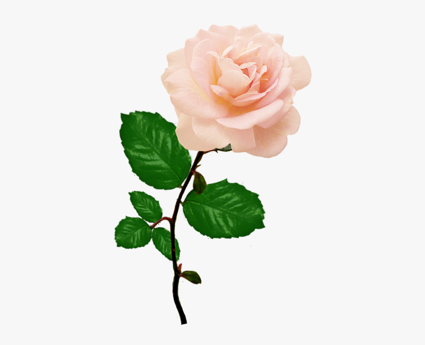 Pink Rose Picture With Long Stalk Leaves - Pink Rose Png Transparent