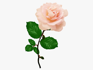 Pink Rose Picture With Long Stalk Leaves - Pink Rose Png Transparent