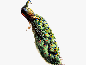 Peacock Collections Best Image Png - Hd Image Peacock Png