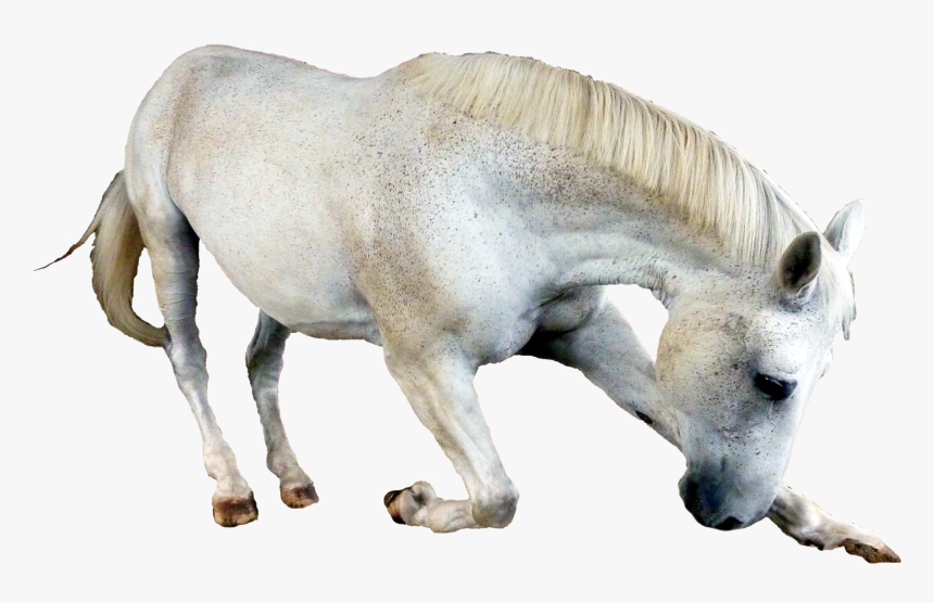 Horse Png Image - Horse Png