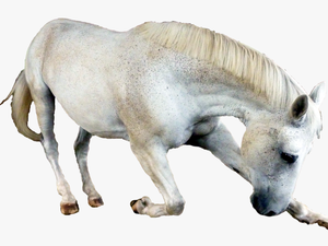 Horse Png Image - Horse Png