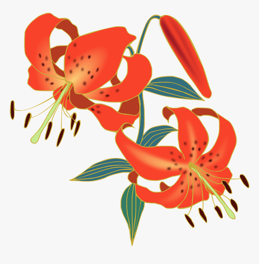 Tiger Lily Flower Png