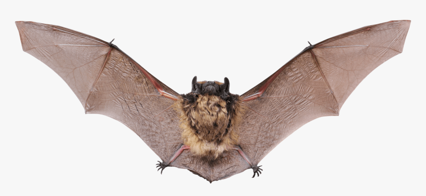 Small Bat Open Wings Clip Arts -