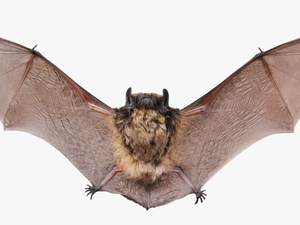 Small Bat Open Wings Clip Arts - Bat With Wings Open