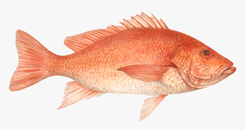 Red Snapper Png 