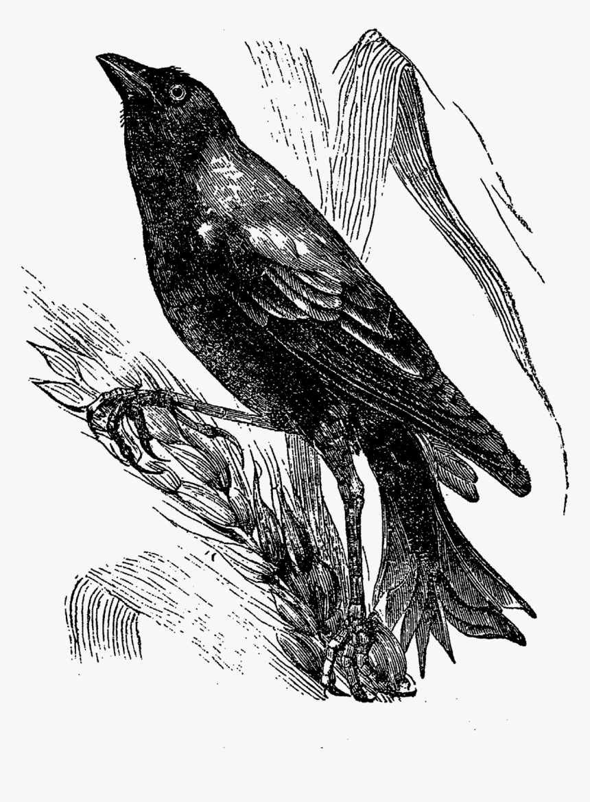Crow Clipart Autumn - Crow Drawi